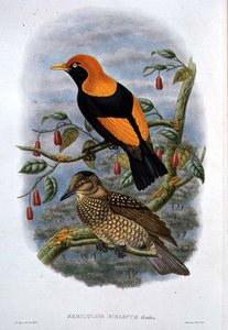 Sericulus Melinus by William Hart