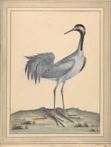 A Crane by William Hayes