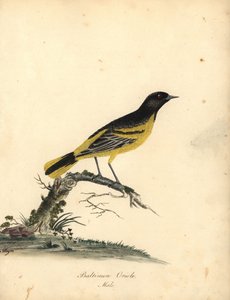 Baltimore Oriole, Icterus Galbula. Handcoloured Copperplate Engraving of an Illustration by Matilda Hayes from William Hayes