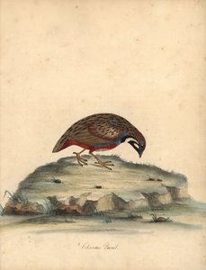 Blue Breasted Quail, Coturnix Chinensis. Handcoloured Copperplate Engraving from Portraits of Rare and Curious Birds from the Menagery of Osterly Park