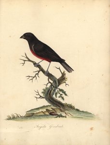 Chestnut-Bellied Seed-Finch, Oryzoborus Angolensis. Handcoloured Copperplate Engraving of an Illustration by William Hayes from Portraits of Rare and Curious Birds from the Menagery of Osterly Park