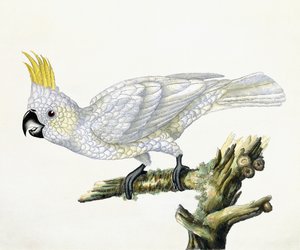 Cockatoo, 1779