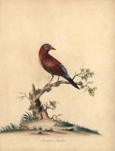 Common Grenadier, Uraeginthus Granatinus, Native to Africa. Handcoloured Copperplate Engraving of an Illustration by William Hayes from Portraits of Rare and Curious Birds from the Menagery of Osterly Park