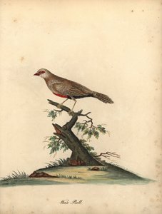 Common Waxbill, Estrilda Astrild. Handcoloured Copperplate Engraving from Portraits of Rare and Curious Birds from the Menagery of Osterly Park