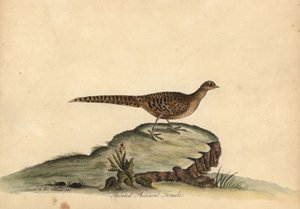 Golden or Chinese Pheasant, Chrysolophus pictus, Female. Handcoloured Copperplate Engraving of an Illustration by Ann and Emily Hayes from William Hayes