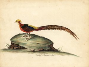 Golden or Chinese pheasant, Chrysolophus pictus, male. Handcoloured copperplate engraving of an illustration by William Hayes from Portraits of Rare and Curious Birds from the Menagery of Osterly Park, London by William Hayes