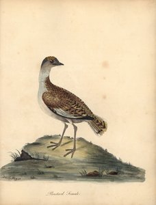 Great Bustard, Otis Tarda, Female. Handcoloured Copperplate Engraving of an Illustration by William and Emily Hayes from William Hayes