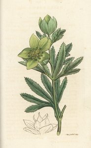 Green Hellebore, Helleborus Viridis