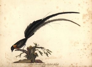 Long-tailed Paradise Whydah, Vidua paradisaea, Male. Handcoloured Copperplate Engraving of an Illustration by William Hayes from Portraits of Rare and Curious Birds from the Menagery of Osterly Park