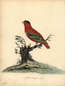 Pure-Naped Lory, Lorius Domicella. Handcoloured Copperplate Engraving of an Illustration by William Hayes from Portraits of Rare and Curious Birds from the Menagery of Osterly Park