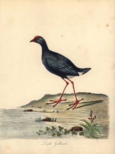 Purple swamphen, Porphyrio porphyrio (Purple gallinule, Fulica porphyrio) by William Hayes