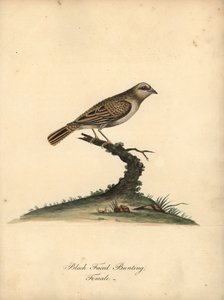 Red-Billed Quelea, Quelea Quelea, Female. Handcoloured Copperplate Engraving of an Illustration by William Hayes from Portraits of Rare and Curious Birds from the Menagery of Osterly Park