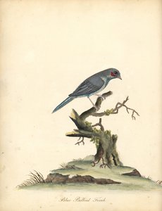 Red-cheeked Cordonbleu, Uraeginthus Bengalus. Handcoloured Copperplate Engraving from Portraits of Rare and Curious Birds from the Menagery of Osterly Park