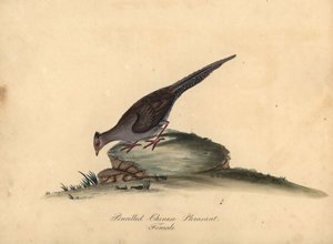 Silver Pheasant, Lophura Nycthemera, Female. Handcoloured Copperplate Engraving of an Illustration by Matilda Hayes from William Hayes