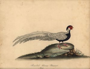 Silver Pheasant, Lophura Nycthemera, Male. Handcoloured Copperplate Engraving from William Hayes