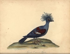 Western crowned pigeon, Goura cristata. Handcoloured copperplate engraving of an illustration by William Hayes from Portraits of Rare and Curious Birds from the Menagery of Osterly Park, London
