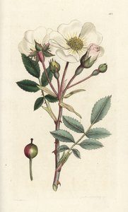 White dog-rose, Rosa arvensis. Handcoloured copperplate engraving by James Sowerby from James Smith