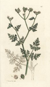 White Lace Flower, Orlaya Grandiflora