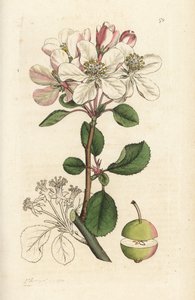 Wild Apple or Crabtree, Malus Domestica