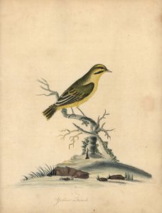 Yellow finch, Fringilla butyracea (Extinct?)