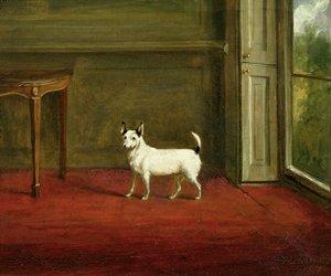 Portrait of a Jack Russell Terrier (in Regency Interior) 1814