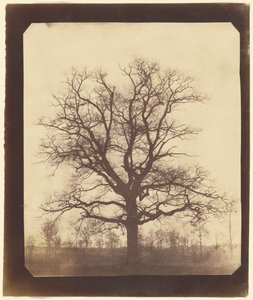 An Oak Tree in Winter by William Henry Fox Talbot