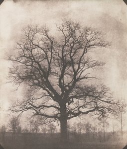 An oak tree in winter, c.1892-93 by William Henry Fox Talbot