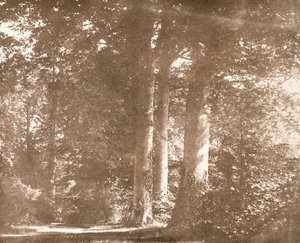Beech Trees, Lacock Abbey, c.1844 by William Henry Fox Talbot