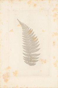 Fern by William Henry Fox Talbot