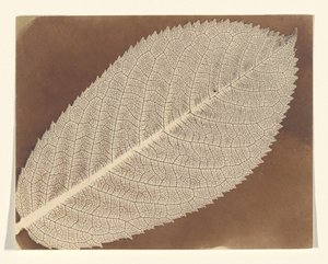 Leaf by William Henry Fox Talbot