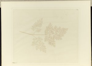 Leaf of a Plant