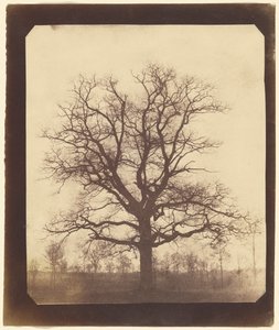 Oak Tree in Winter by William Henry Fox Talbot
