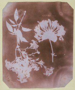Two Plant Specimens by William Henry Fox Talbot