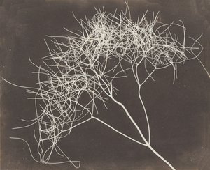 Wild Fennel by William Henry Fox Talbot