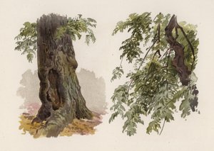 Trees: The Ash