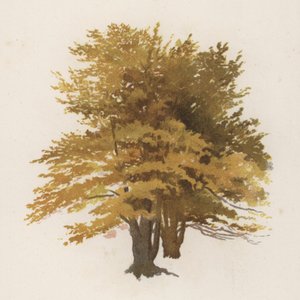 Trees: The Beech