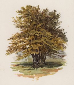 Trees: The Beech