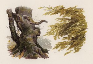 Trees: The Beech
