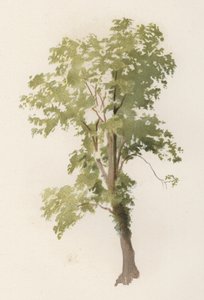 Trees: The Elm