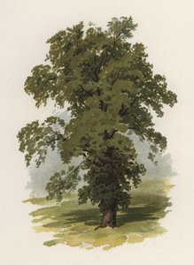 Trees: The Elm