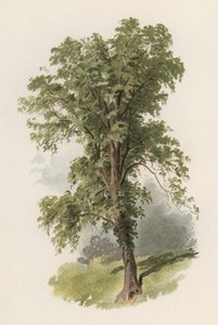 Trees: The Elm