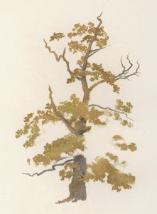 Trees: The Oak