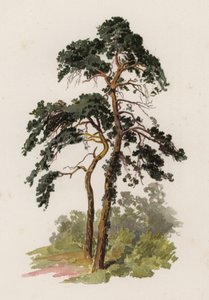 Trees: The Scotch Fir