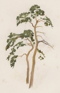 Trees: The Scotch Fir