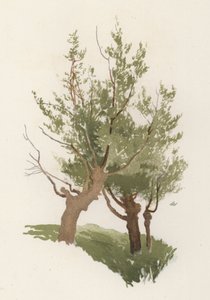 Trees: The Willow by William Henry James (after) Boot