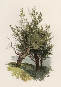 Trees: The Willow