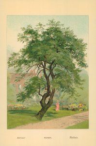 Acacia by William Henry James Boot