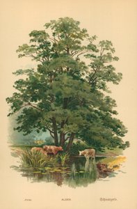 Alder by William Henry James Boot