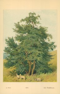 Box by William Henry James Boot