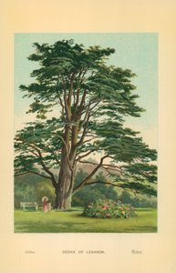 Cedar of Lebanon by William Henry James Boot